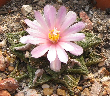 [Living Rock Cactus Bloom]